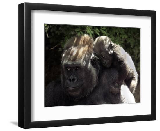 Premium Photographic Print, , large