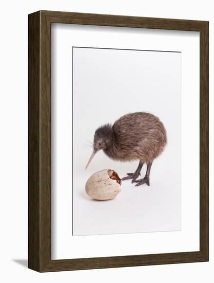 A baby kiwi bird chick next to the egg that he hatched from-Skip Brown-Framed Photographic Print