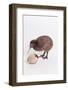 A baby kiwi bird chick next to the egg that he hatched from-Skip Brown-Framed Photographic Print