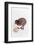 A baby kiwi bird chick next to the egg that he hatched from-Skip Brown-Framed Photographic Print