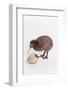 A baby kiwi bird chick next to the egg that he hatched from-Skip Brown-Framed Photographic Print