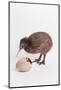 A baby kiwi bird chick next to the egg that he hatched from-Skip Brown-Mounted Photographic Print