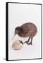 A baby kiwi bird chick next to the egg that he hatched from-Skip Brown-Framed Stretched Canvas