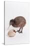 A baby kiwi bird chick next to the egg that he hatched from-Skip Brown-Stretched Canvas