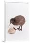 A baby kiwi bird chick next to the egg that he hatched from-Skip Brown-Framed Photographic Print