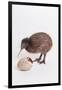 A baby kiwi bird chick next to the egg that he hatched from-Skip Brown-Framed Photographic Print