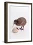 A baby kiwi bird chick next to the egg that he hatched from-Skip Brown-Framed Photographic Print