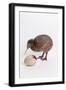 A baby kiwi bird chick next to the egg that he hatched from-Skip Brown-Framed Photographic Print