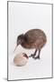 A baby kiwi bird chick next to the egg that he hatched from-Skip Brown-Mounted Photographic Print