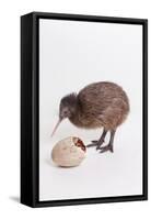 A baby kiwi bird chick next to the egg that he hatched from-Skip Brown-Framed Stretched Canvas