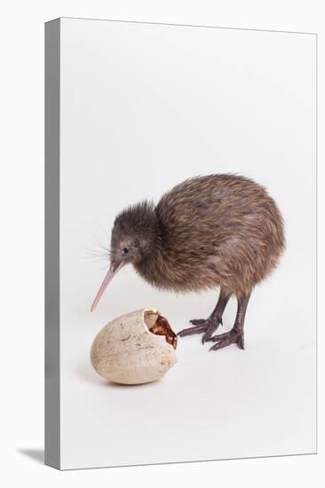 A baby kiwi bird chick next to the egg that he hatched from-Skip Brown-Stretched Canvas