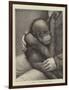 A Baby Orang-Outang-John Charles Dollman-Framed Premium Giclee Print