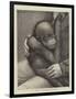 A Baby Orang-Outang-John Charles Dollman-Framed Premium Giclee Print