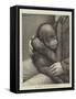 A Baby Orang-Outang-John Charles Dollman-Framed Stretched Canvas