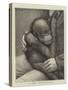 A Baby Orang-Outang-John Charles Dollman-Stretched Canvas