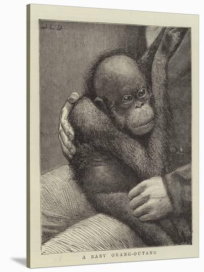 A Baby Orang-Outang-John Charles Dollman-Stretched Canvas