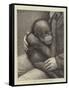 A Baby Orang-Outang-John Charles Dollman-Framed Stretched Canvas