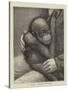 A Baby Orang-Outang-John Charles Dollman-Stretched Canvas