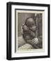 A Baby Orang-Outang-John Charles Dollman-Framed Giclee Print