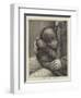 A Baby Orang-Outang-John Charles Dollman-Framed Giclee Print