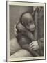 A Baby Orang-Outang-John Charles Dollman-Mounted Giclee Print