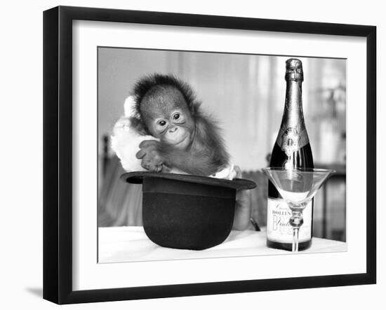 A baby Orangutan at Twycross Zoo-Staff-Framed Photographic Print