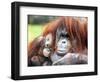 A Baby Orangutan Cuddles up Close to Her Mother at London Zoo, August 1991-null-Framed Photographic Print