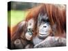 A Baby Orangutan Cuddles up Close to Her Mother at London Zoo, August 1991-null-Stretched Canvas