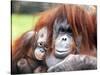 A Baby Orangutan Cuddles up Close to Her Mother at London Zoo, August 1991-null-Stretched Canvas