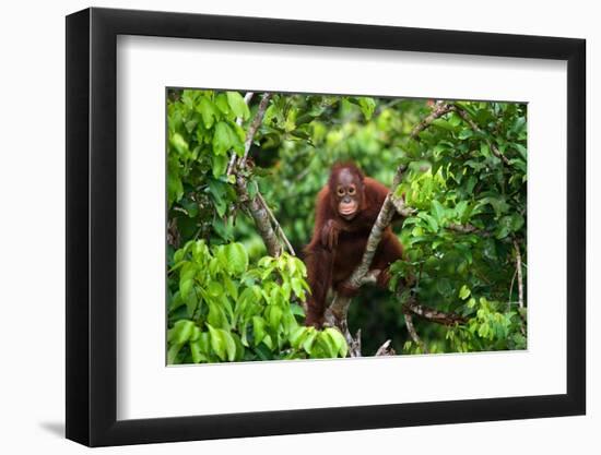 A Baby Orangutan in the Wild. Indonesia. the Island of Kalimantan (Borneo). an Excellent Illustrati-GUDKOV ANDREY-Framed Photographic Print