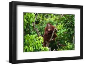 A Baby Orangutan in the Wild. Indonesia. the Island of Kalimantan (Borneo). an Excellent Illustrati-GUDKOV ANDREY-Framed Photographic Print