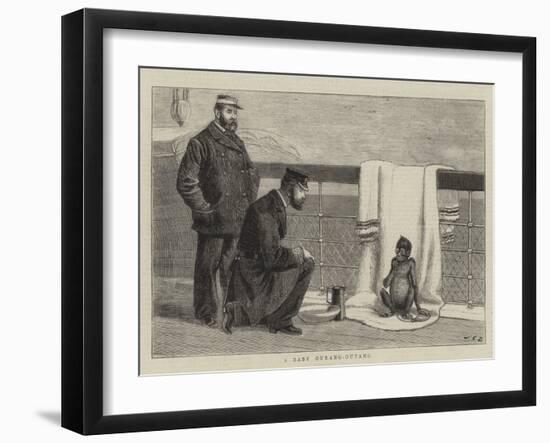 A Baby Ourang-Outang-John Charles Dollman-Framed Giclee Print