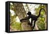 A Baby Peruvian Spider Monkey Climbs a Tree in Tambopata Np in the Peruvian Amazon-Sergio Ballivian-Framed Stretched Canvas