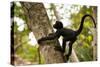 A Baby Peruvian Spider Monkey Climbs a Tree in Tambopata Np in the Peruvian Amazon-Sergio Ballivian-Stretched Canvas