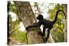 A Baby Peruvian Spider Monkey Climbs a Tree in Tambopata Np in the Peruvian Amazon-Sergio Ballivian-Stretched Canvas