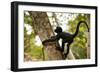 A Baby Peruvian Spider Monkey Climbs a Tree in Tambopata Np in the Peruvian Amazon-Sergio Ballivian-Framed Photographic Print