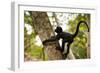 A Baby Peruvian Spider Monkey Climbs a Tree in Tambopata Np in the Peruvian Amazon-Sergio Ballivian-Framed Photographic Print