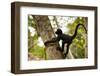 A Baby Peruvian Spider Monkey Climbs a Tree in Tambopata Np in the Peruvian Amazon-Sergio Ballivian-Framed Photographic Print