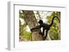 A Baby Peruvian Spider Monkey Climbs a Tree in Tambopata Np in the Peruvian Amazon-Sergio Ballivian-Framed Photographic Print