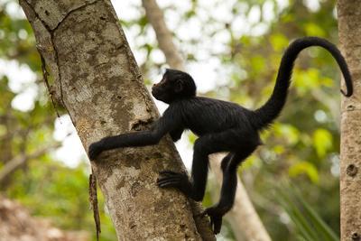 A Baby Peruvian Spider Monkey Climbs A Tree In Tambopata Np In The Peruvian Amazon Photographic Print Sergio Ballivian Allposters Com