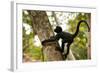 A Baby Peruvian Spider Monkey Climbs a Tree in Tambopata Np in the Peruvian Amazon-Sergio Ballivian-Framed Photographic Print