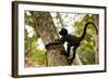 A Baby Peruvian Spider Monkey Climbs a Tree in Tambopata Np in the Peruvian Amazon-Sergio Ballivian-Framed Photographic Print
