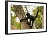 A Baby Peruvian Spider Monkey Climbs a Tree in Tambopata Np in the Peruvian Amazon-Sergio Ballivian-Framed Photographic Print