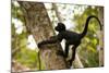 A Baby Peruvian Spider Monkey Climbs a Tree in Tambopata Np in the Peruvian Amazon-Sergio Ballivian-Mounted Photographic Print