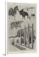 A Baby Show at the Zoo-Cecil Aldin-Framed Giclee Print