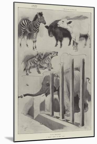 A Baby Show at the Zoo-Cecil Aldin-Mounted Giclee Print