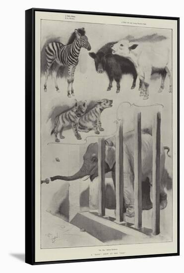 A Baby Show at the Zoo-Cecil Aldin-Framed Stretched Canvas