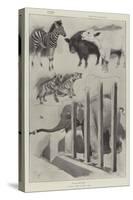 A Baby Show at the Zoo-Cecil Aldin-Stretched Canvas