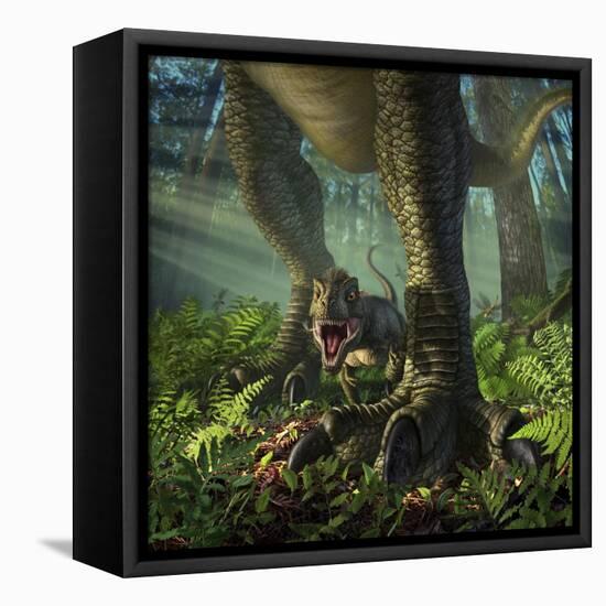 A Baby Tyrannosaurus Rex Roars While Safely Standing Between it's Mother's Legs-null-Framed Stretched Canvas