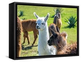 A Baby White Llama-Alanbrito-Framed Stretched Canvas